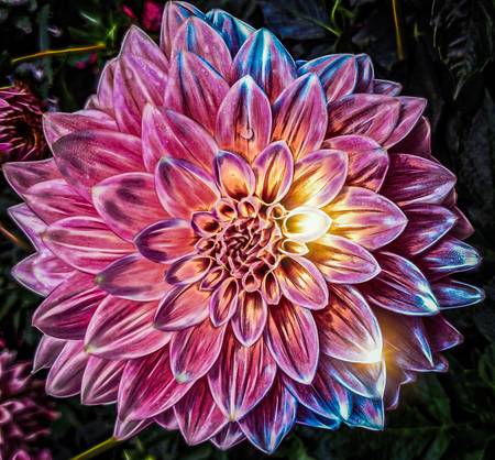 Lila Blüte beleuchtet, mit Photoshop bearbeitet 2021