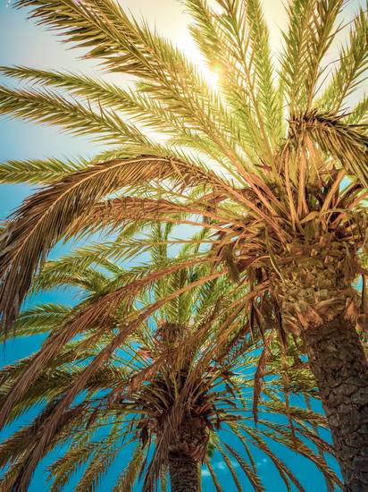 Palmenwedel im Sonnenlicht, Palme in der Sonne 2022
