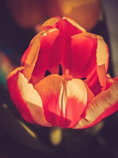 Rote Tulpe im Sonnenlicht, Blüte geöffnet. 2023
