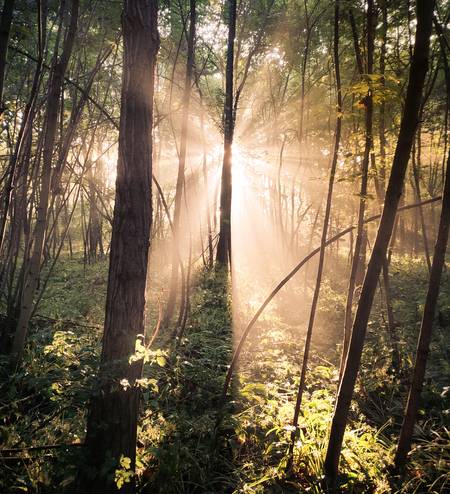 Sonne bricht durch Nebel im Wald 2 2022