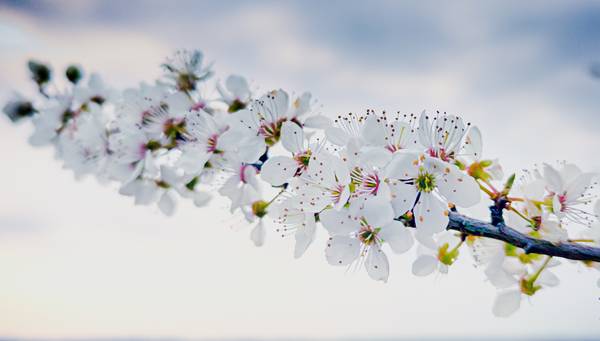 weißer Kirschblüten Zweig von Dennis Wetzel