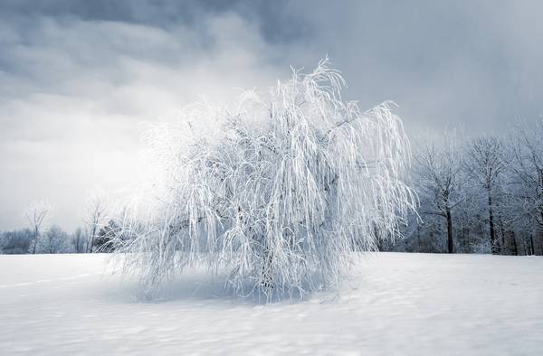 Wintertraum. Trauerweide mit Schnee bedeckt von Dennis Wetzel