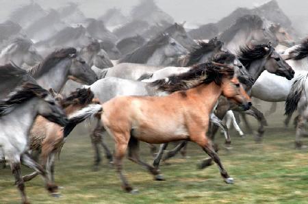Wild Horses 2009