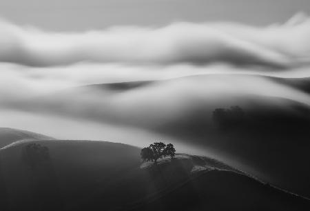 Ein Baum im Nebel