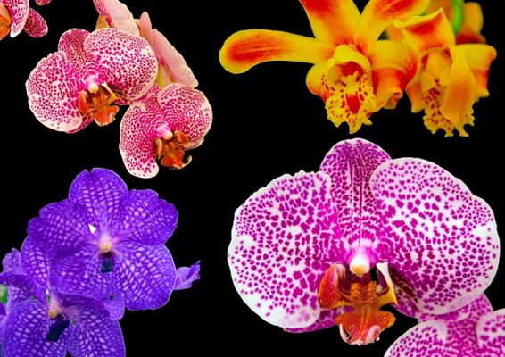 Orchideen von Dietmar Stübing