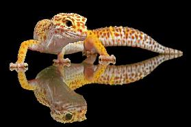 Leopardgecko