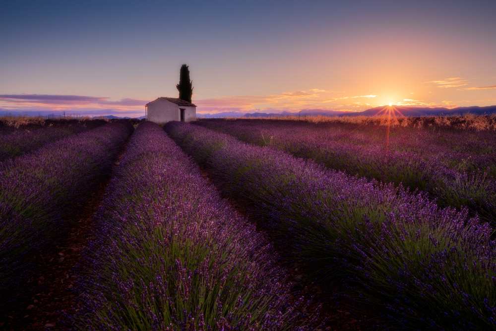 Provence Lavender von Donald Luo