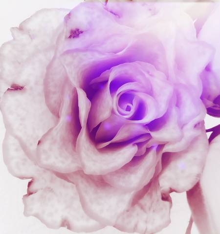 Die Rose! Königin der Blumen in voller Blüte 2023