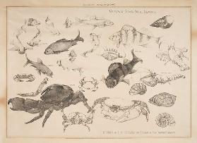 Studien von Fisch behandelt für Design, 1903 1903