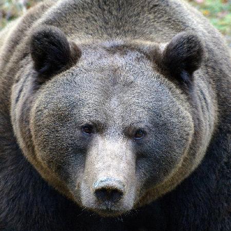 Der Blick des Bären