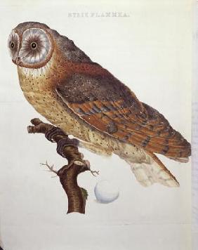 Barn Owl (Strix Flammea) 1796 (coloured engraving) 1843