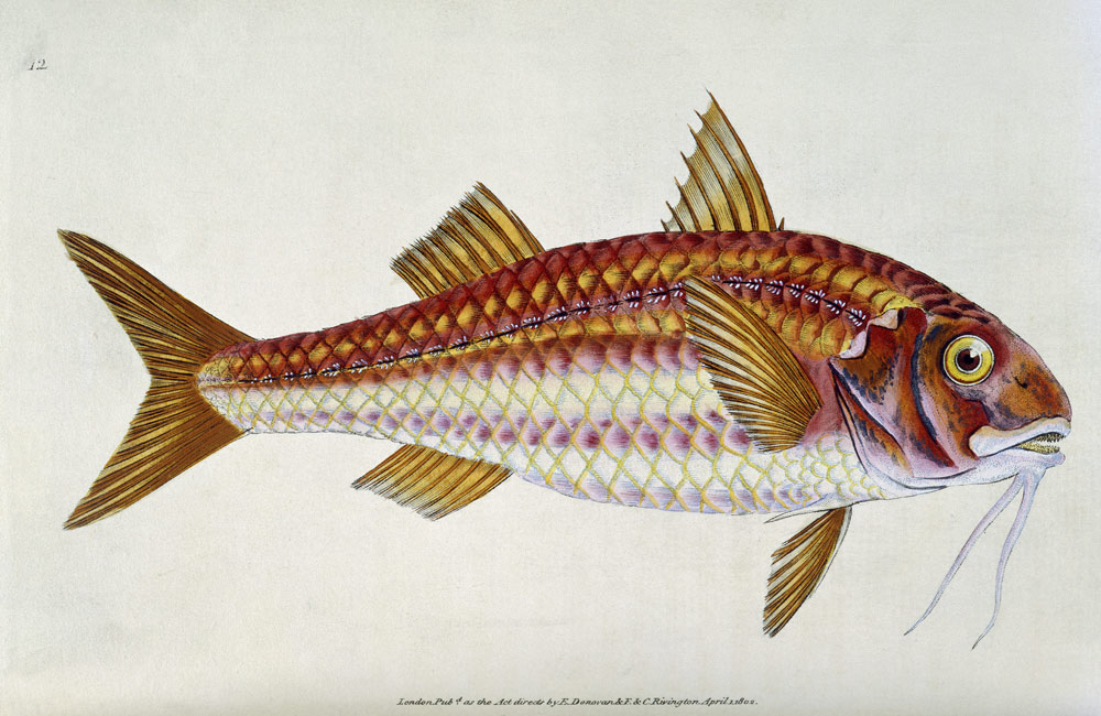 Red Mullet, Pl.12 from "The Natural History of British Fishes", pub. von E. Donovan and F. & C. Rivington