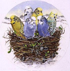 Budgerigars in a Nest, 1995 (acrylic) 