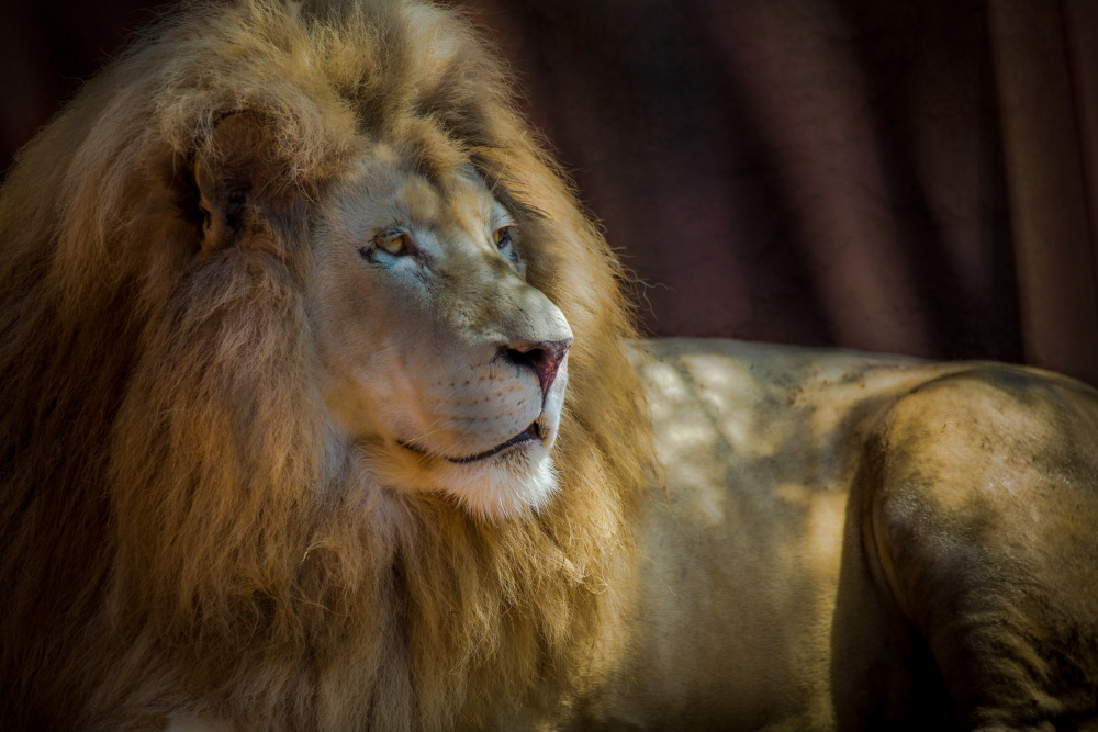 Porträt eines Löwen von Ed Esposito