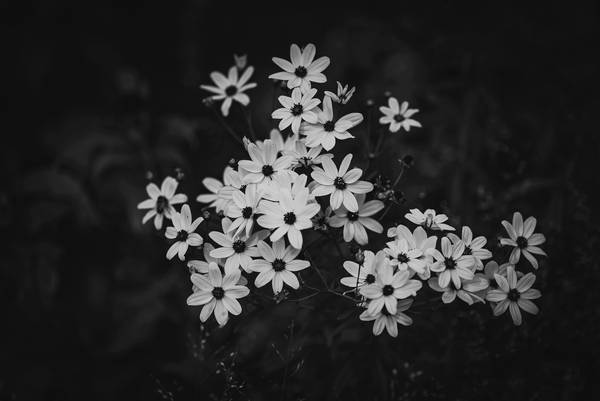 Blüten in schwarz-weiss von Edith Nero
