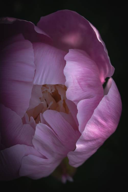 Blütenkopf einer Rose von Edith Nero
