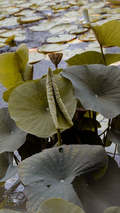 Indische Lotusblume von Edith Nero