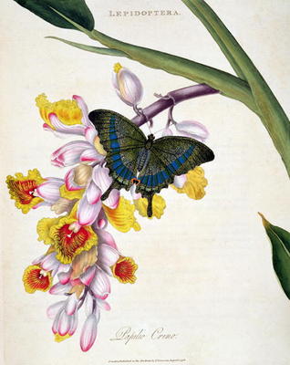 15:Butterfly: Papilo Crino pub. by the artist, 1798 von Edward Donovan
