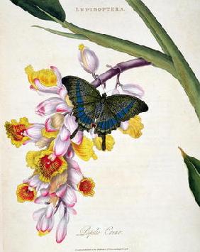 15:Butterfly: Papilo Crino pub. by the artist, 1798 16th