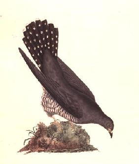 Cuckoo from 'The History of British Birds', 1799 (coloured engraving) 1856