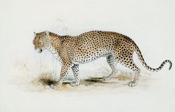 The Leopard von Edward Lear