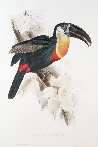 Sulphur and white breasted Toucan von Edward Lear