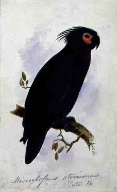 Parrot: Plate 16 von Edward Lear