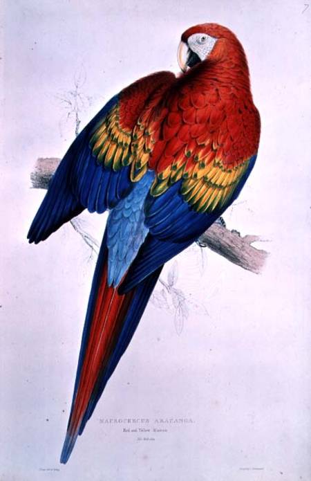 Red and Yellow Macaw (Macrocercus Arancanga) von Edward Lear