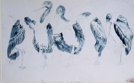 Studies of Storks von Edward Lear