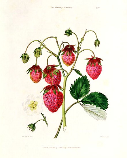 The Roseberry Strawberry; engraved by Watte, pub.T by homas Kelly, London 1830 von Edwin Dalton Smith