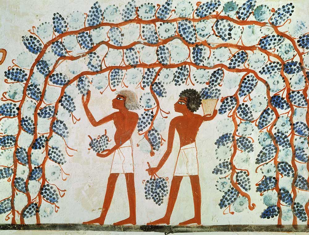 Picking grapes, from the Tomb of Nakht, New Kingdom von Egyptian