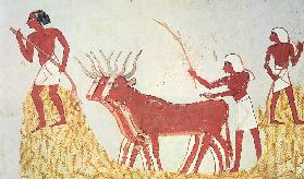 Using cows to trample wheat, from the Tomb of Menna, New Kingdom