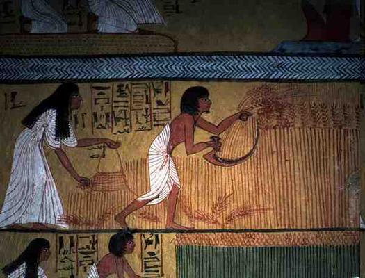 Detail of a harvest scene on the East Wall, from the Tomb of Sennedjem, The Workers' Village, New Ki von Egyptian 19th Dynasty
