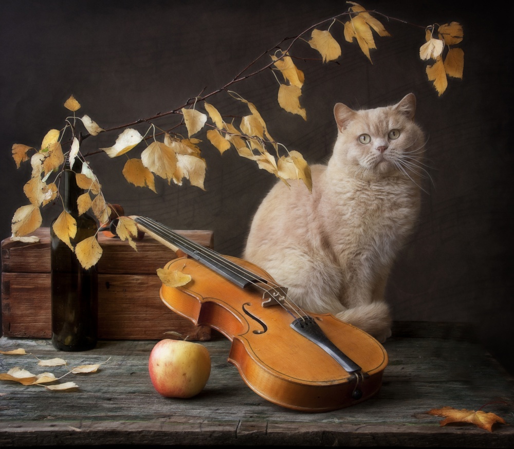 Herbstmelodie für Katze und Violine von Eleonora Grigorjeva