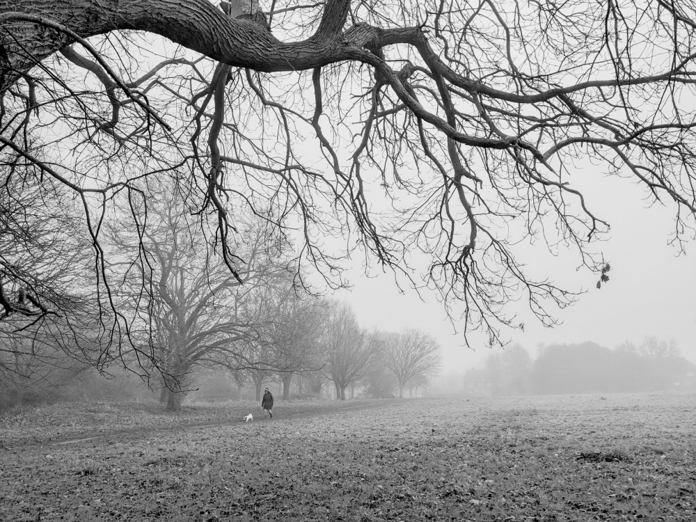 Feld und Wald im Nebel von Elizabeth Allen