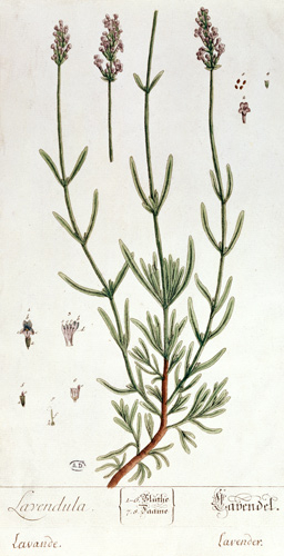 Lavender, plate from 'Herbarium Blackwellianum' by the artist von Elizabeth Blackwell