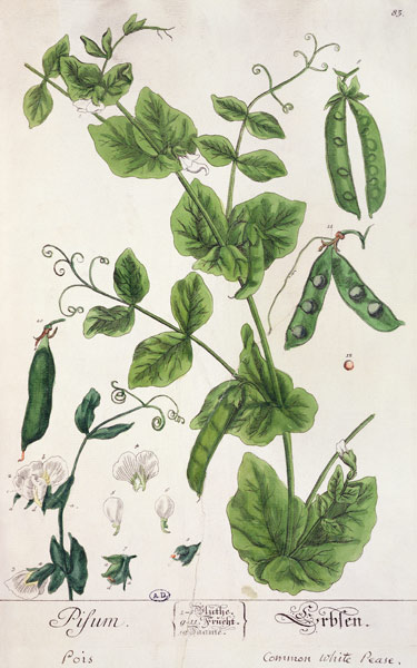 Pea, plate from 'Herbarium Blackwellianum' by the artist von Elizabeth Blackwell