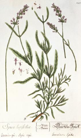 Lavender Spike, plate from 'Herbarium Blackwellianum' by the artist 1757  &