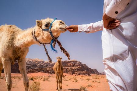 Der Beduine und seine Kamele