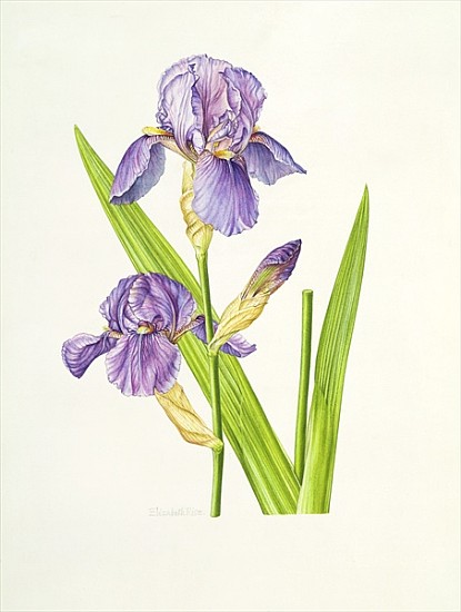 Iris (w/c)  von Elizabeth  Rice
