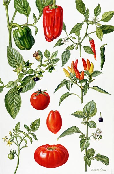 Tomatoes and related vegetables, 1986 (w/c on paper)  von Elizabeth  Rice