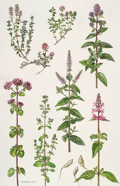 Thyme and other herbs (w/c)  von Elizabeth  Rice