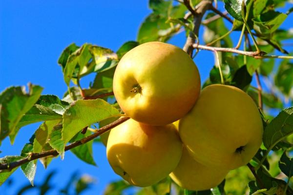 Makellose Äpfel Golden Delicious von Elke Ursula Deja-schnieder