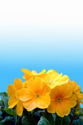 gelbe Primel (Primula-Vulgaris-Hybride) von Elke Ursula Deja-schnieder