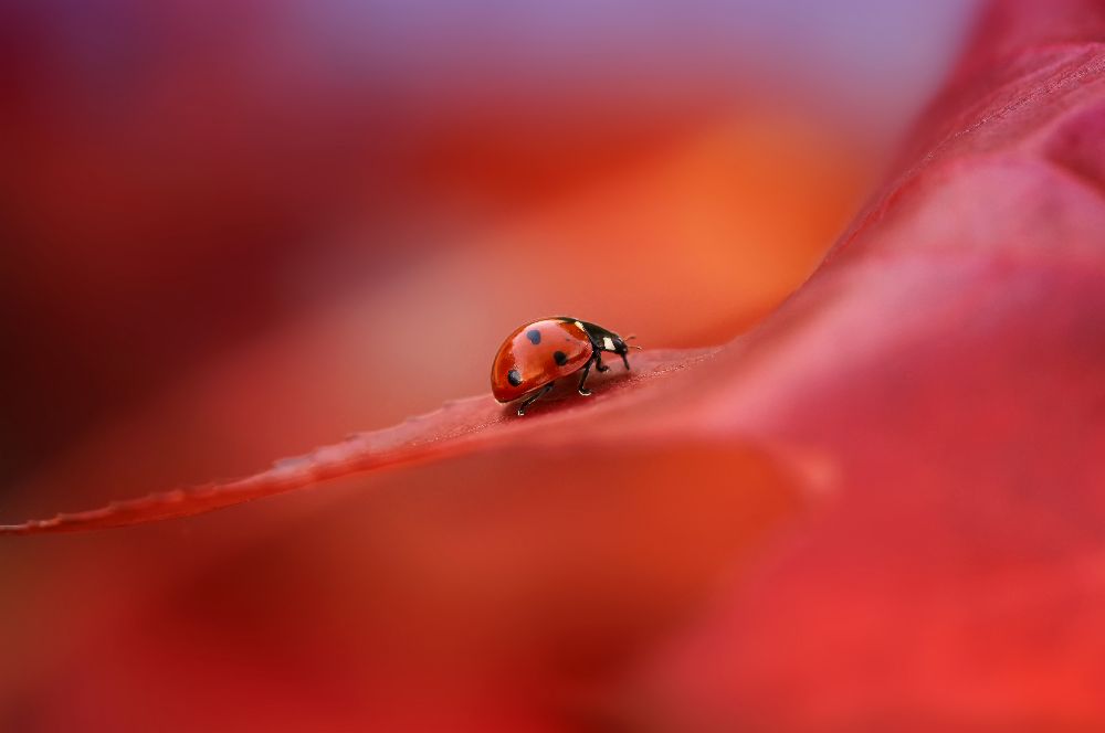 Herbst von Ellen Van Deelen