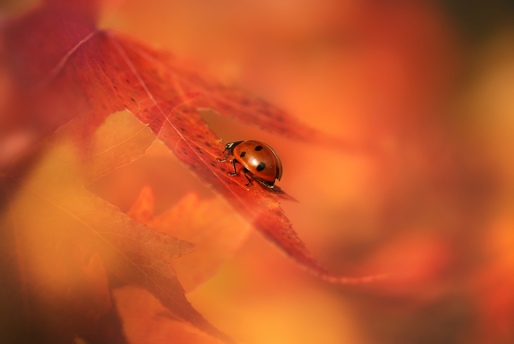 Herbstmarienkäfer von Ellen Van Deelen