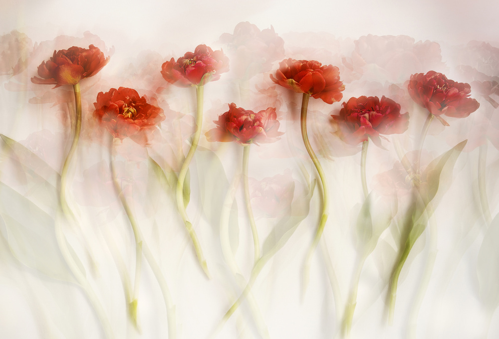 Tulpen (II) von Ellen Van Deelen