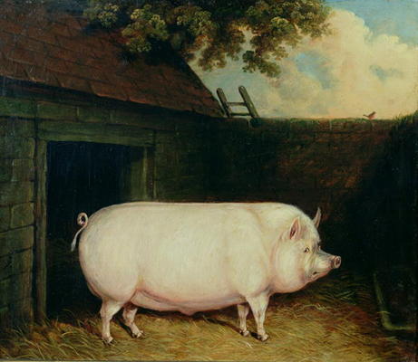 A Pig in its Sty von E.M. Fox