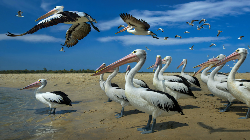 Pelikane und blauer Himmel von Emanuel Papamanolis