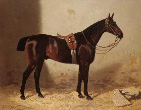 Pferdeporträt 1886